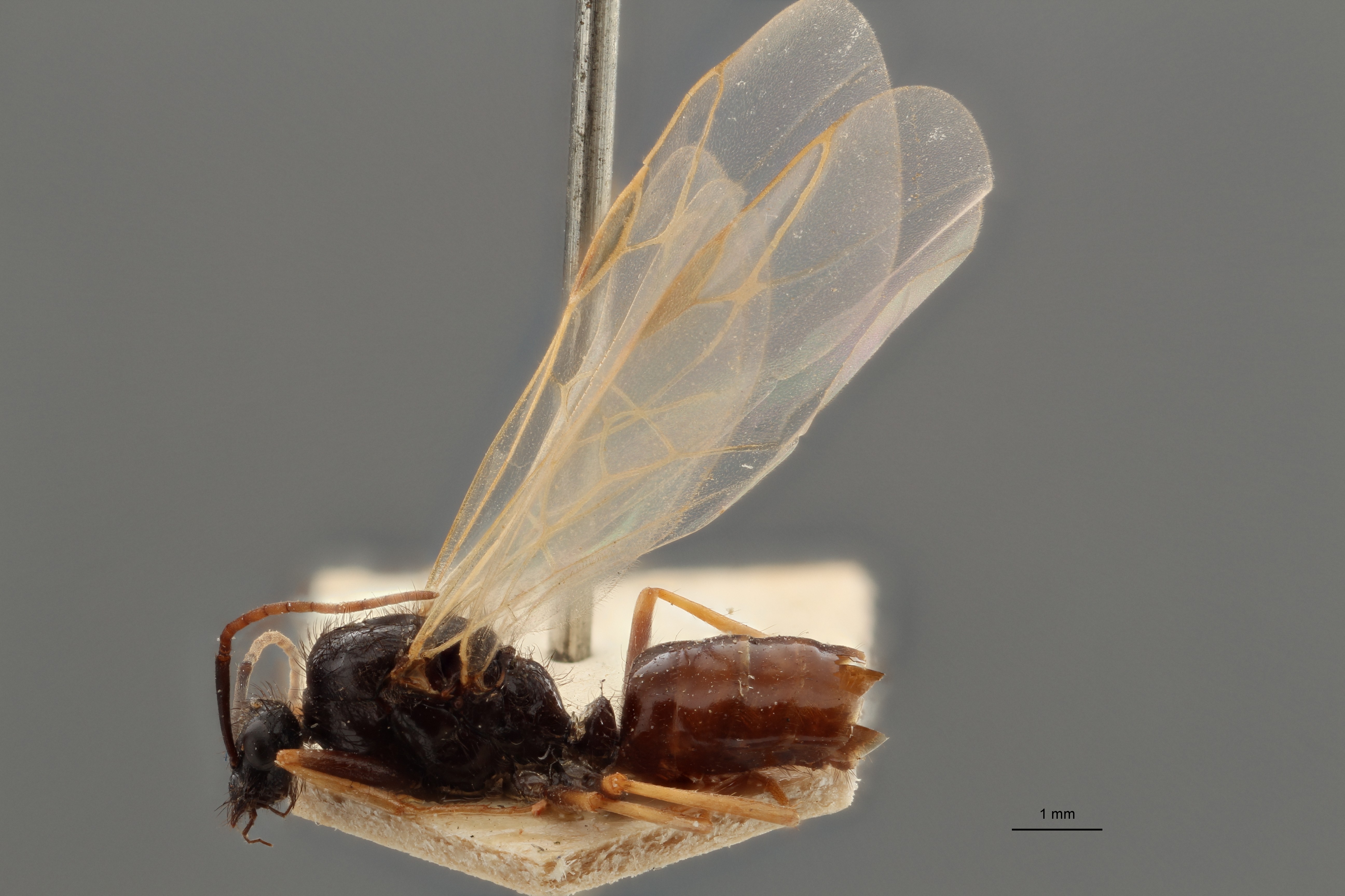 B084 Proformica ferreri Lateral ZS PMax.jpg