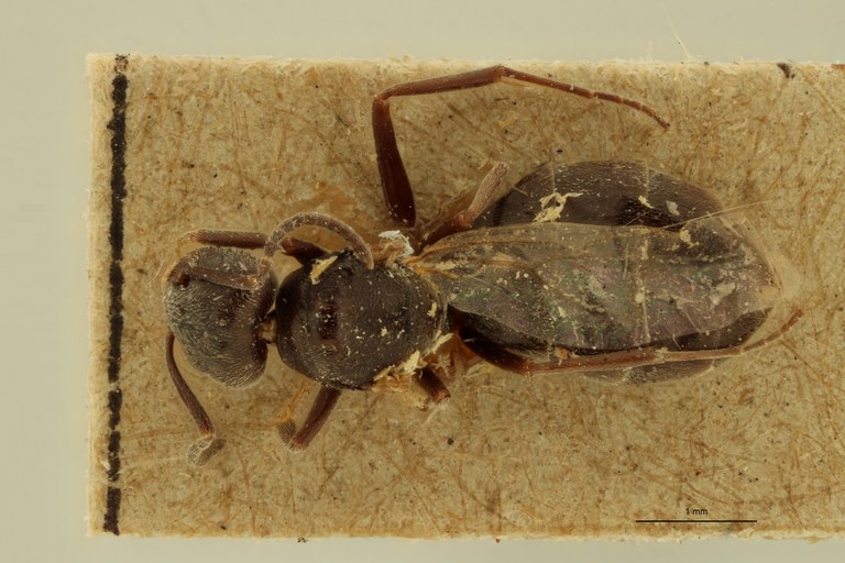 Tapinoma phoeniceum No type D.jpg Tapinoma phoeniceum No type D.jpg
