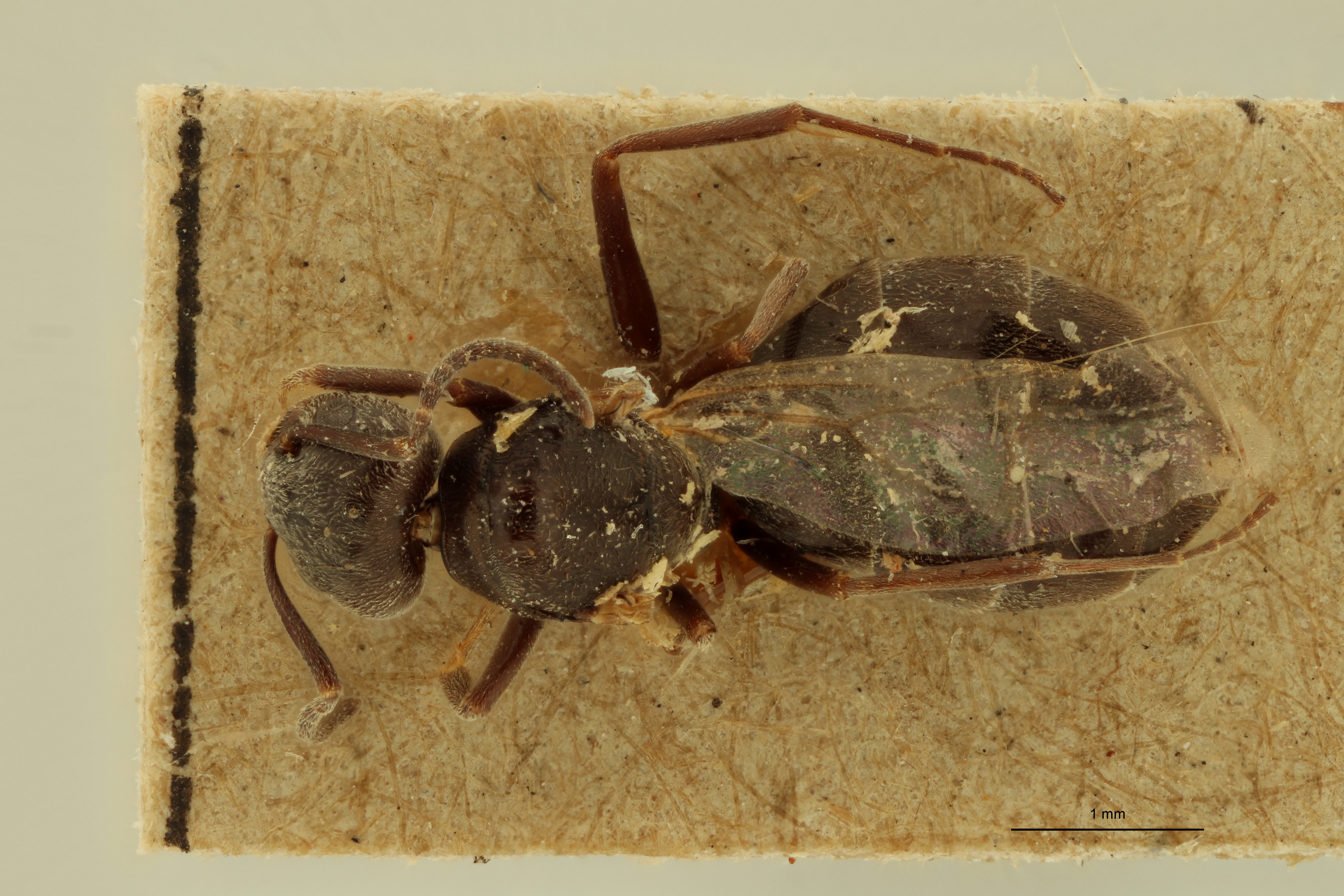 Tapinoma phoeniceum No type D.jpg