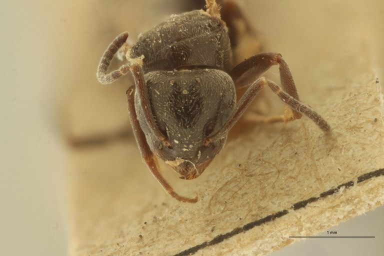 Tapinoma phoeniceum No type F.jpg Tapinoma phoeniceum No type F.jpg
