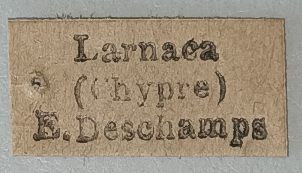 Tapinoma phoeniceum No type Labels.jpg