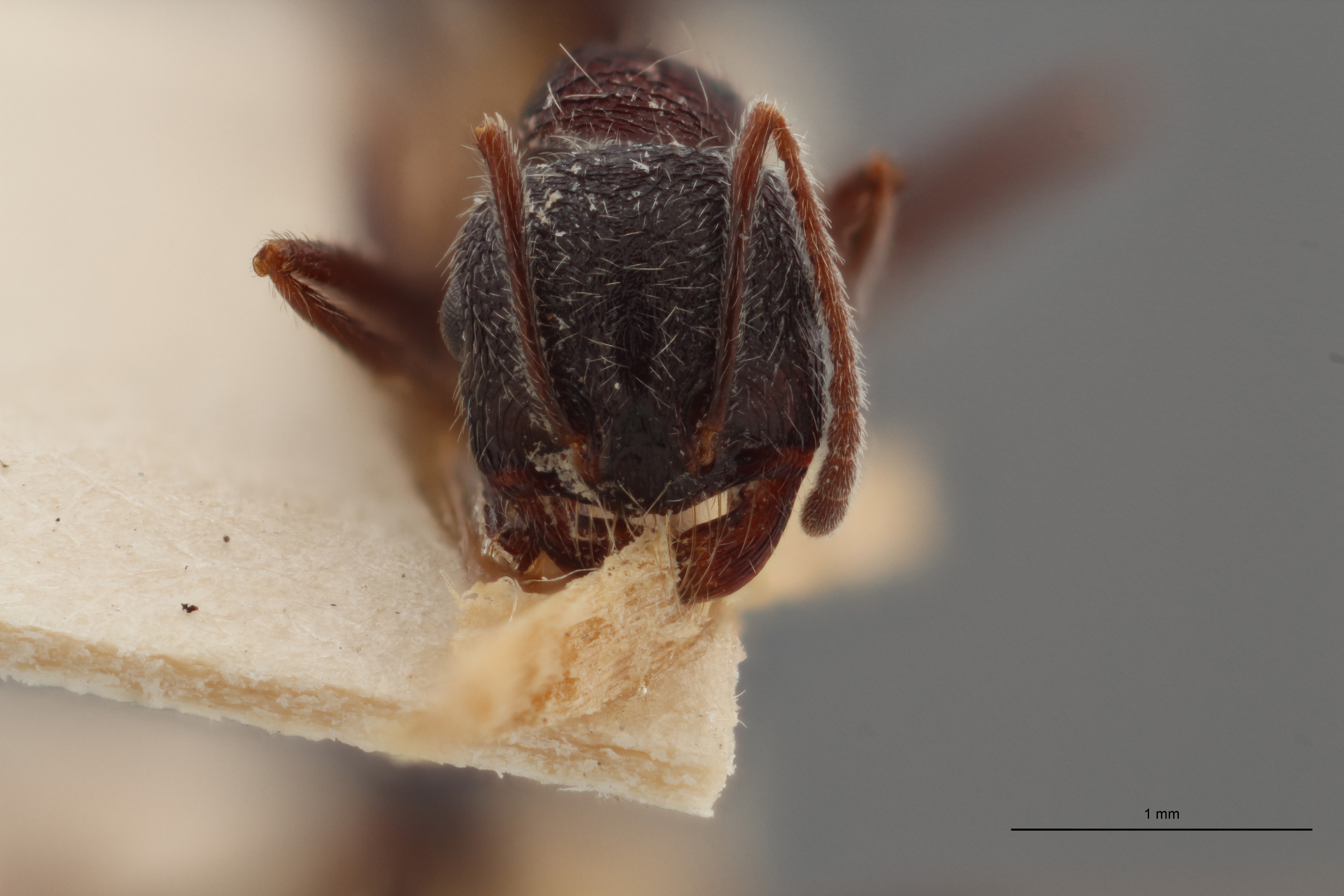 B122 Aphaenogaster barbara var. rugosa Frontal ZS PMax.jpg
