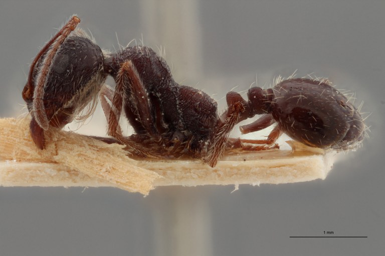 B122 Aphaenogaster barbara var. rugosa Lateral ZS PMax.jpg