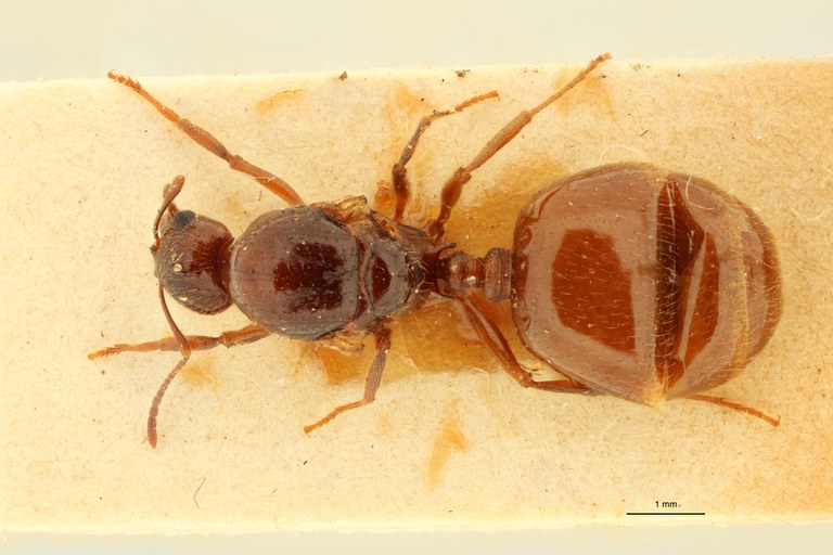 Aphaenogaster subterraneoides D.jpg