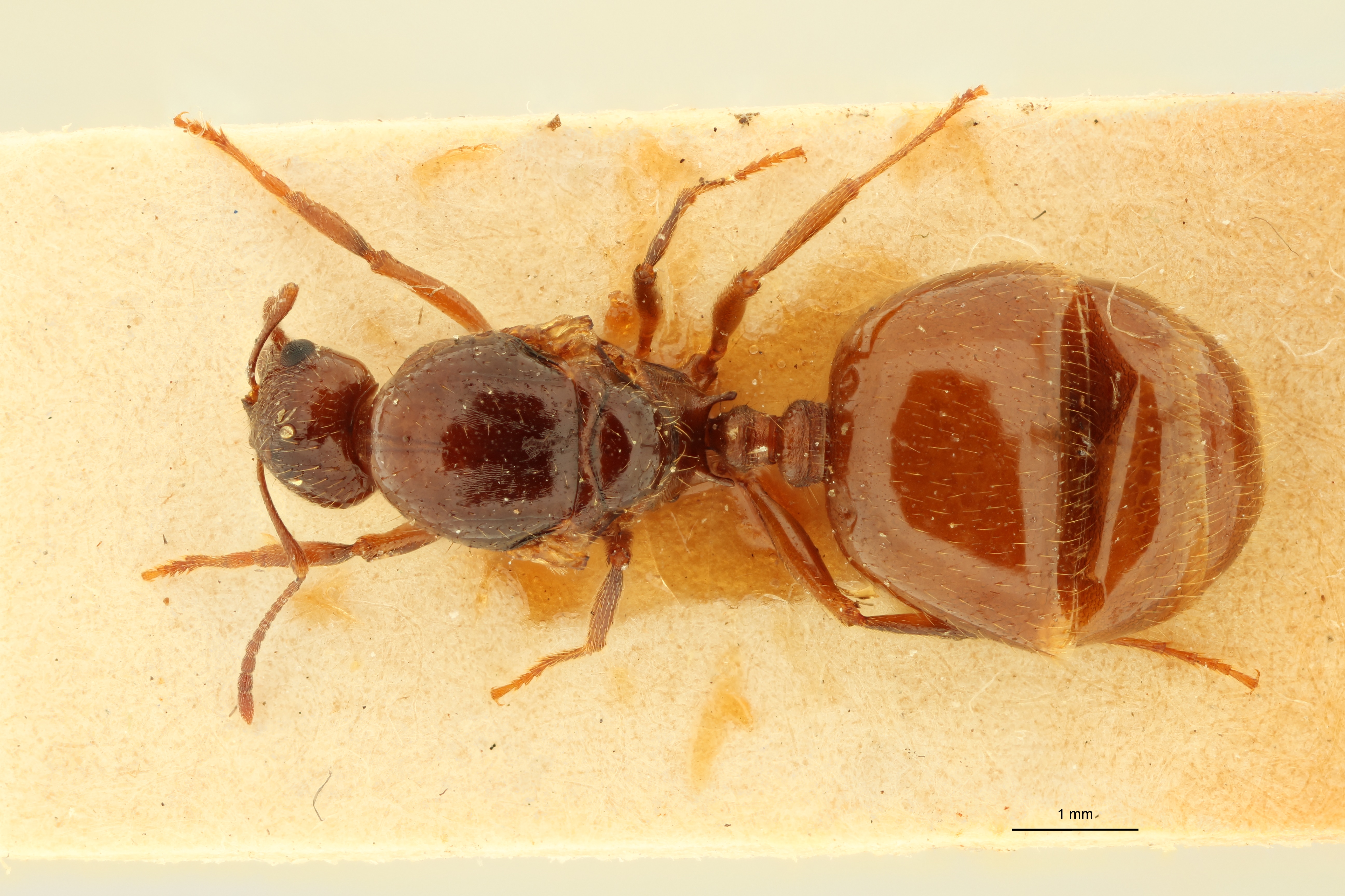 Aphaenogaster subterraneoides D.jpg