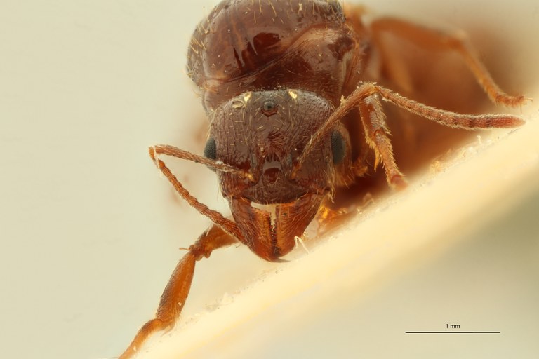 Aphaenogaster subterraneoides F.jpg