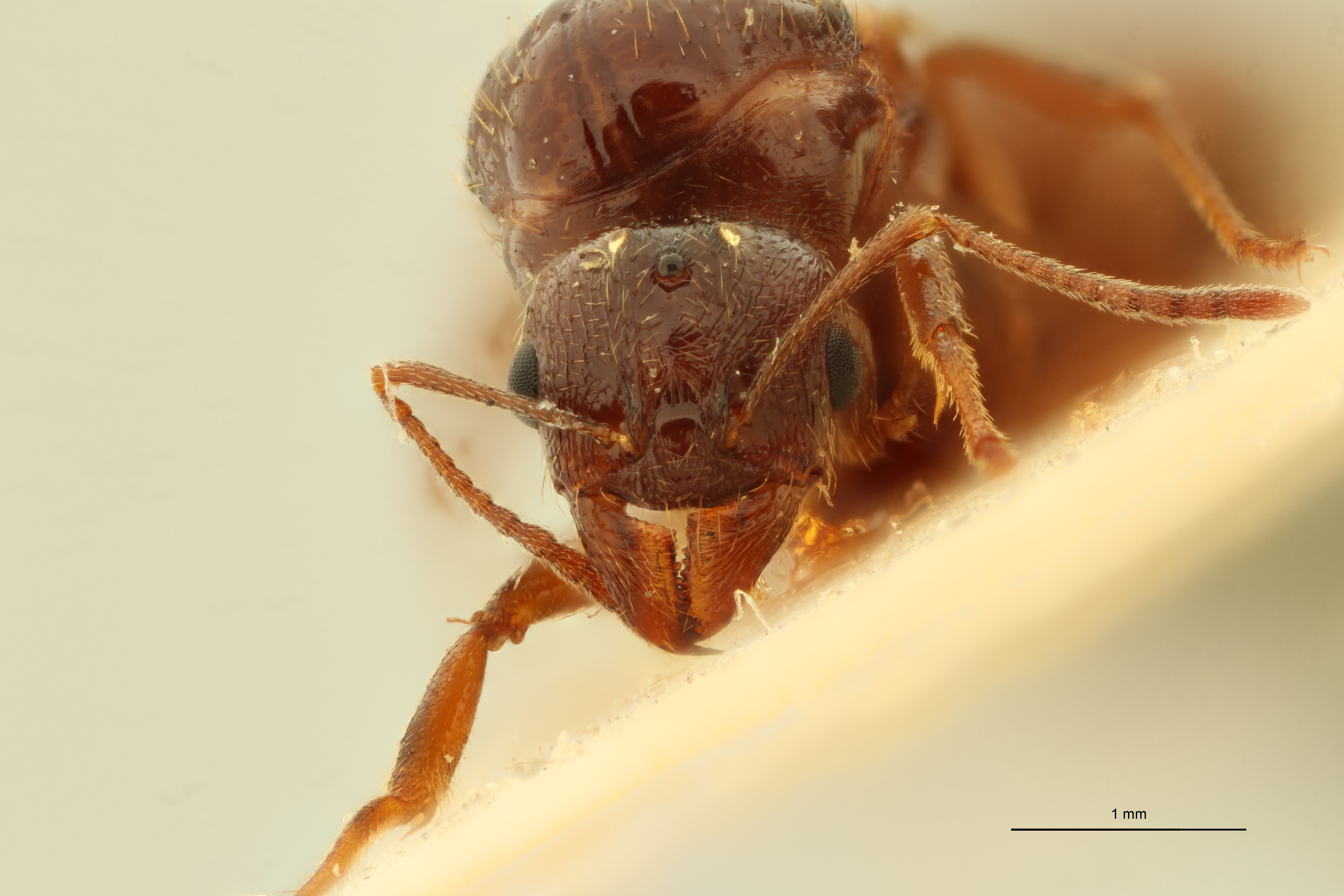 Aphaenogaster subterraneoides F.jpg