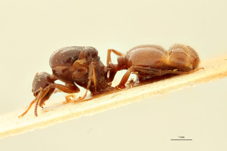 Aphaenogaster subterraneoides L.jpg Aphaenogaster subterraneoides L.jpg