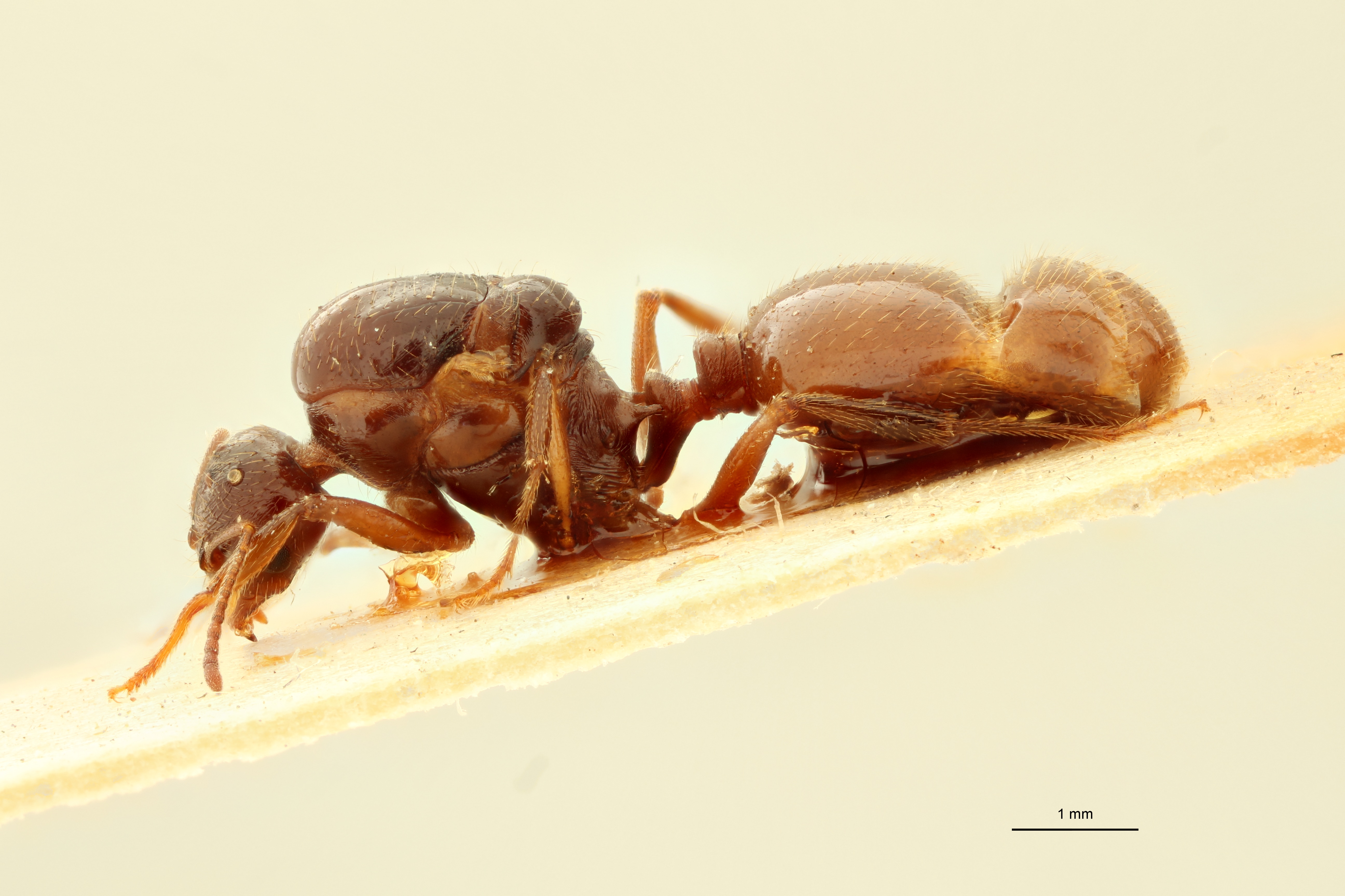 Aphaenogaster subterraneoides L.jpg