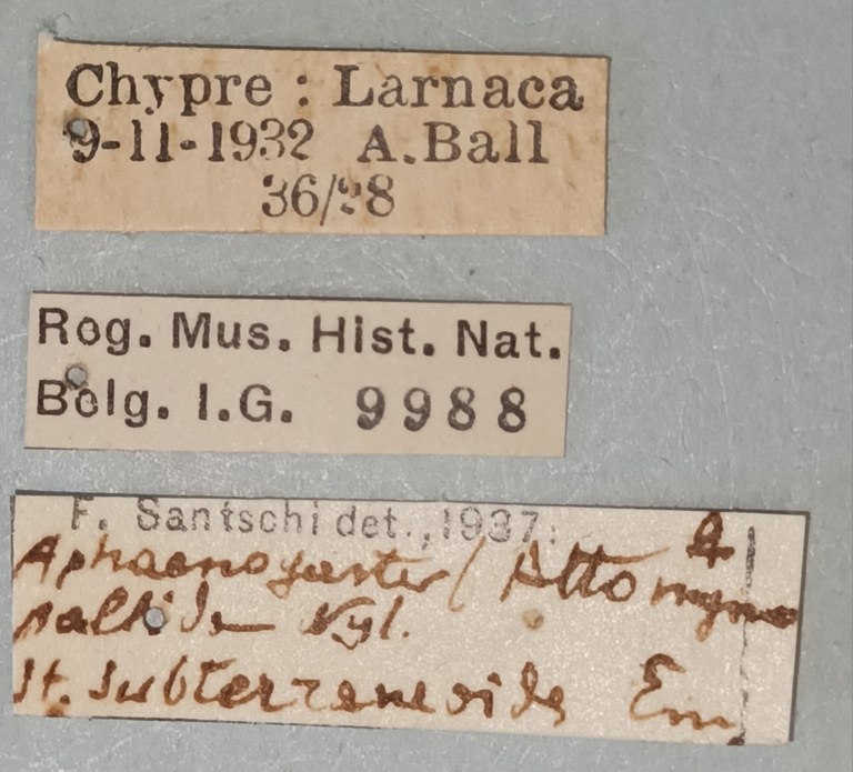 Aphaenogaster subterraneoides Labels.jpg Aphaenogaster subterraneoides Labels.jpg