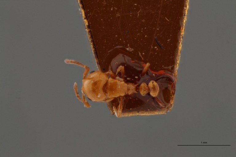 B108 Cardiocondyla badesi var. nigra Dorsal ZS PMax.jpg B108 Cardiocondyla badesi var. nigra Dorsal ZS PMax.jpg