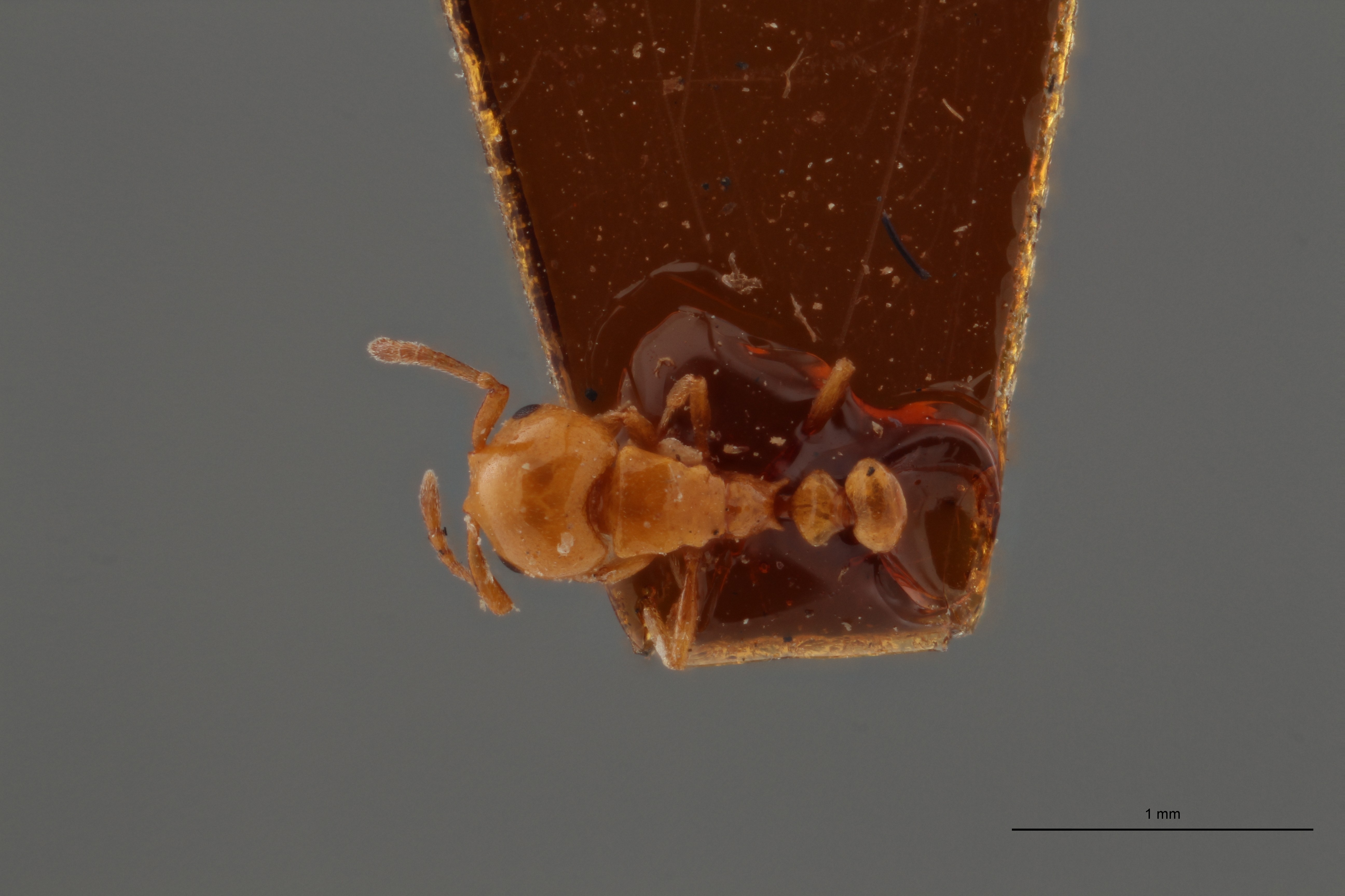 B108 Cardiocondyla badesi var. nigra Dorsal ZS PMax.jpg