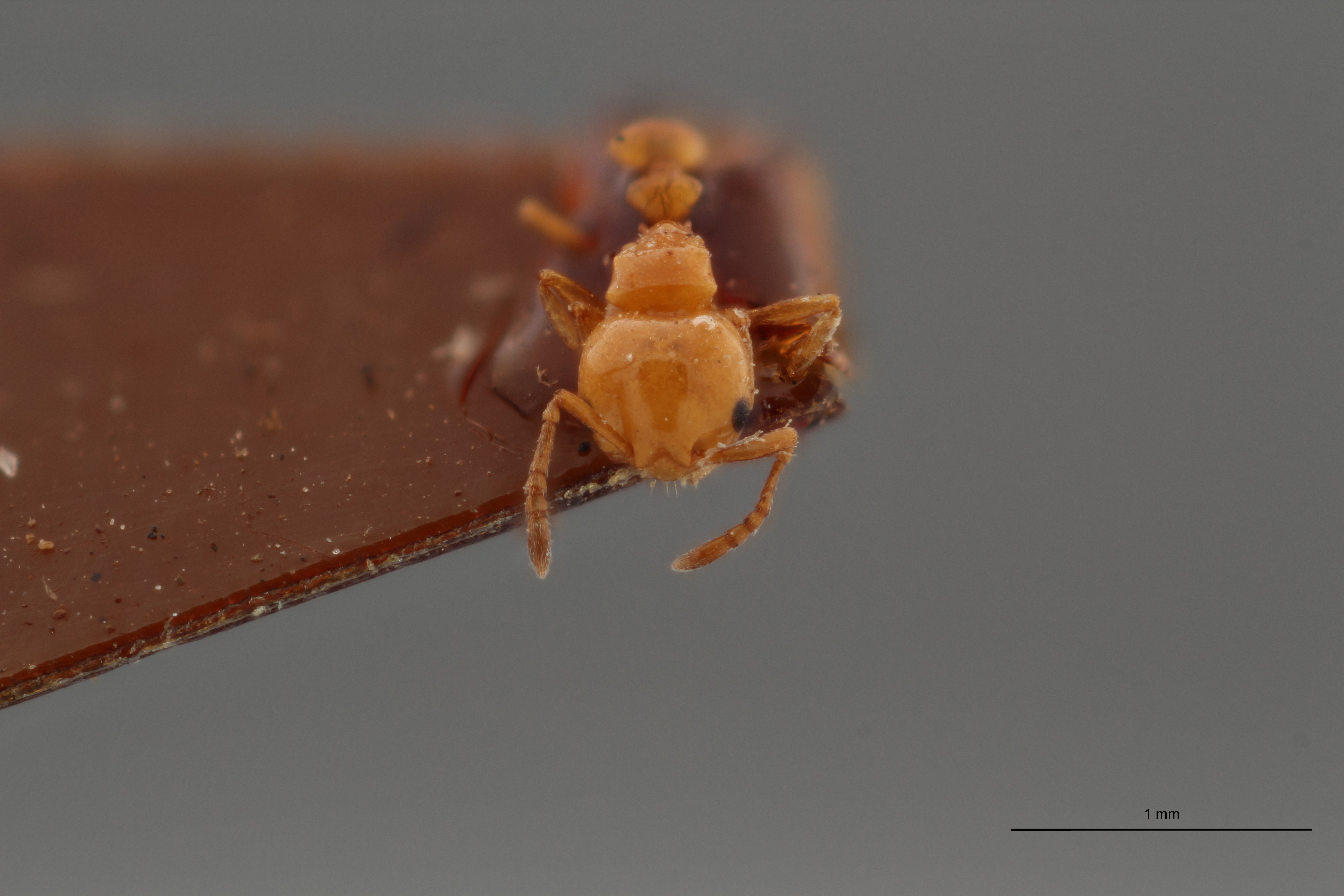 B108 Cardiocondyla badesi var. nigra Frontal ZS PMax.jpg