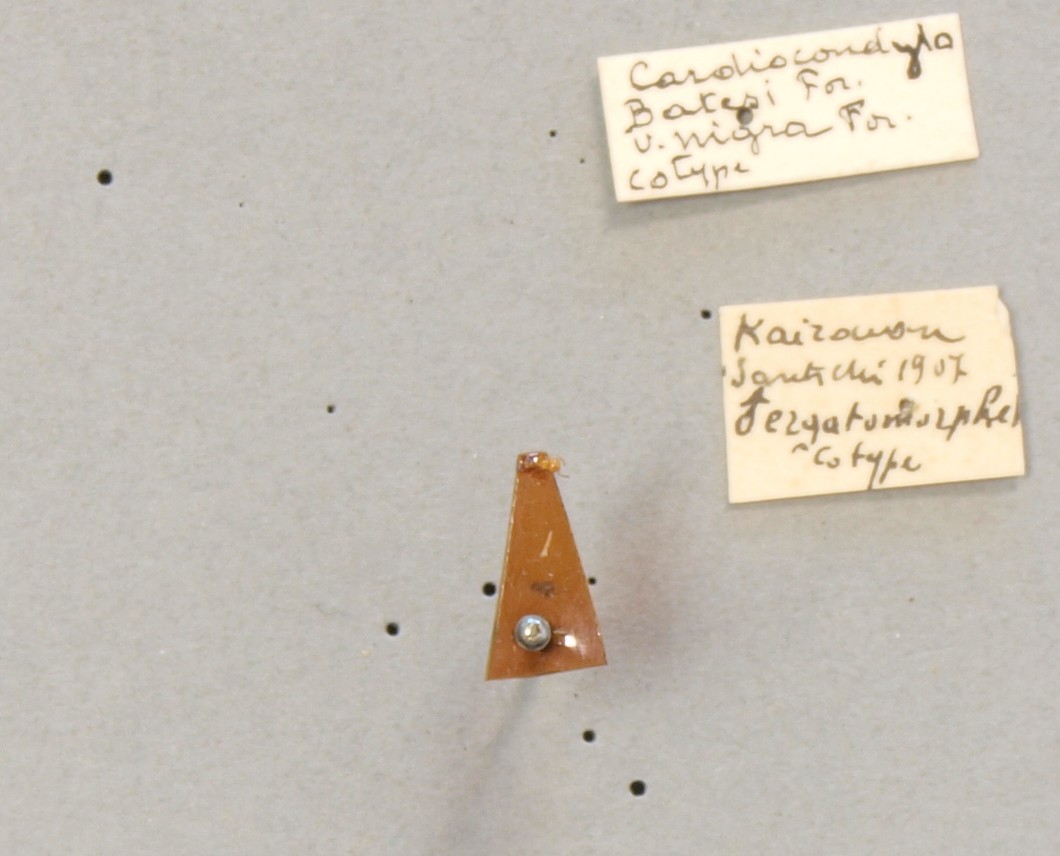 B108 Cardiocondyla badesi var. nigra Labels.JPG