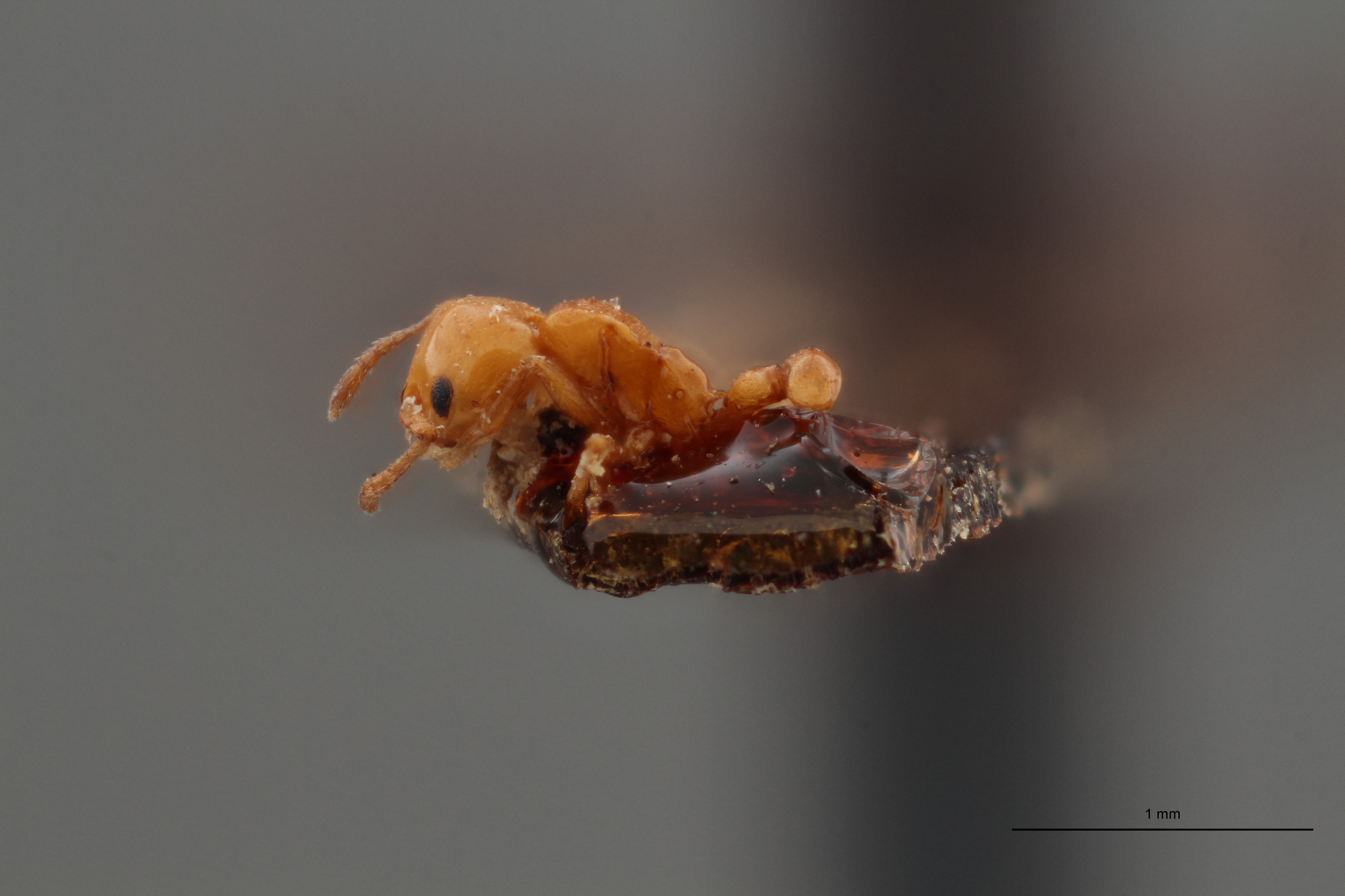B108 Cardiocondyla badesi var. nigra Lateral ZS PMax.jpg
