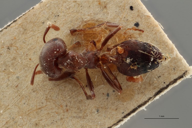 TYPFORM0045 Crematogaster africana var. jullieni Dorsal ZS PMax 1.jpg