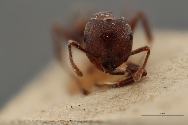 TYPFORM0045 Crematogaster africana var. jullieni Frontal ZS PMax 1.jpg