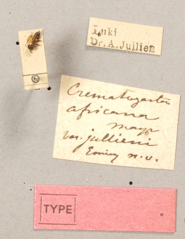 TYPFORM0045 Crematogaster africana var. jullieni Labels.JPG