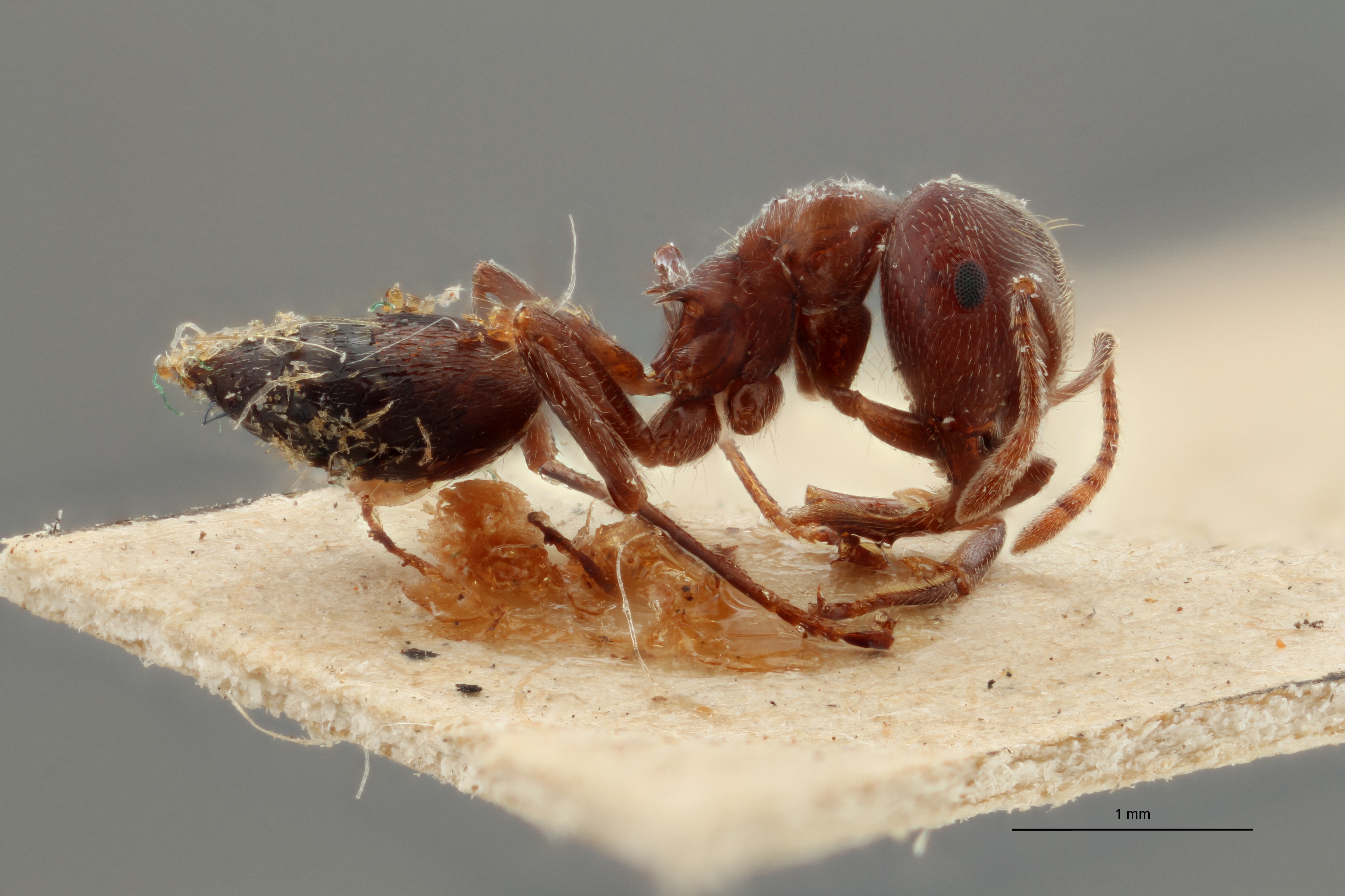 TYPFORM0045 Crematogaster africana var. jullieni Lateral ZS PMax 1.jpg