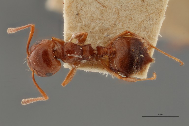 TYPFORM036 Crematogaster antaris Dorsal ZS PMax.jpg TYPFORM036 Crematogaster antaris Dorsal ZS PMax.jpg