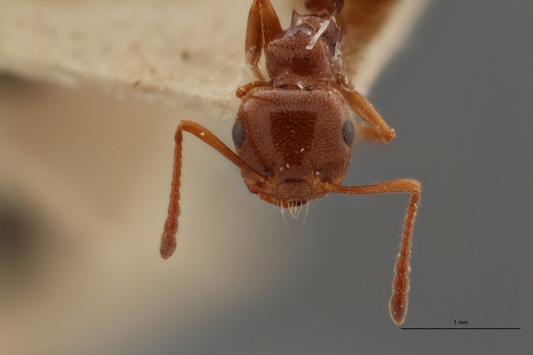 TYPFORM036 Crematogaster antaris Frontal ZS PMax.jpg TYPFORM036 Crematogaster antaris Frontal ZS PMax.jpg