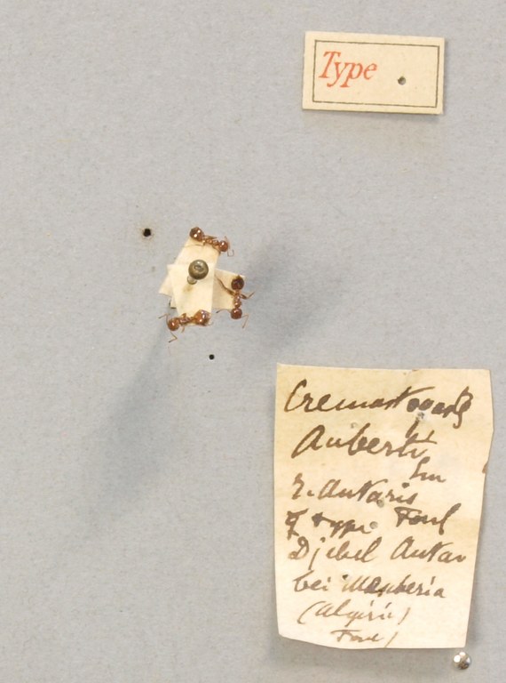 TYPFORM036 Crematogaster antaris Labels.JPG TYPFORM036 Crematogaster antaris Labels.JPG