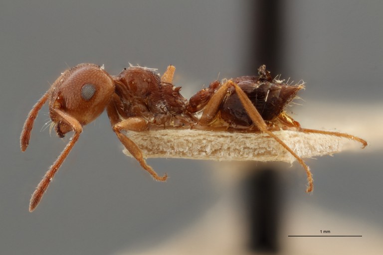 TYPFORM036 Crematogaster antaris Lateral ZS PMax.jpg TYPFORM036 Crematogaster antaris Lateral ZS PMax.jpg