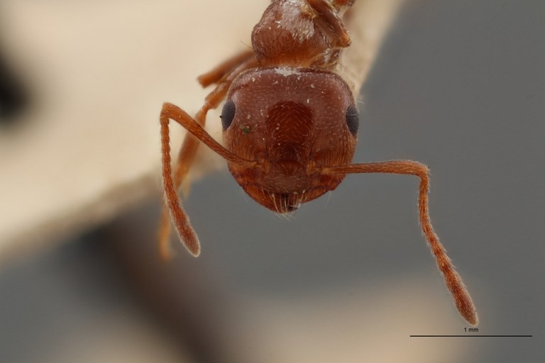 TYPFORM037 Crematogaster auberti var. sordida Frontal ZS PMax.jpg TYPFORM037 Crematogaster auberti var. sordida Frontal ZS PMax.jpg