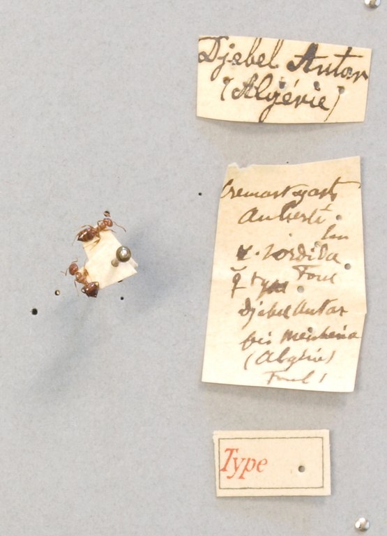 TYPFORM037 Crematogaster auberti var. sordida Labels.JPG TYPFORM037 Crematogaster auberti var. sordida Labels.JPG