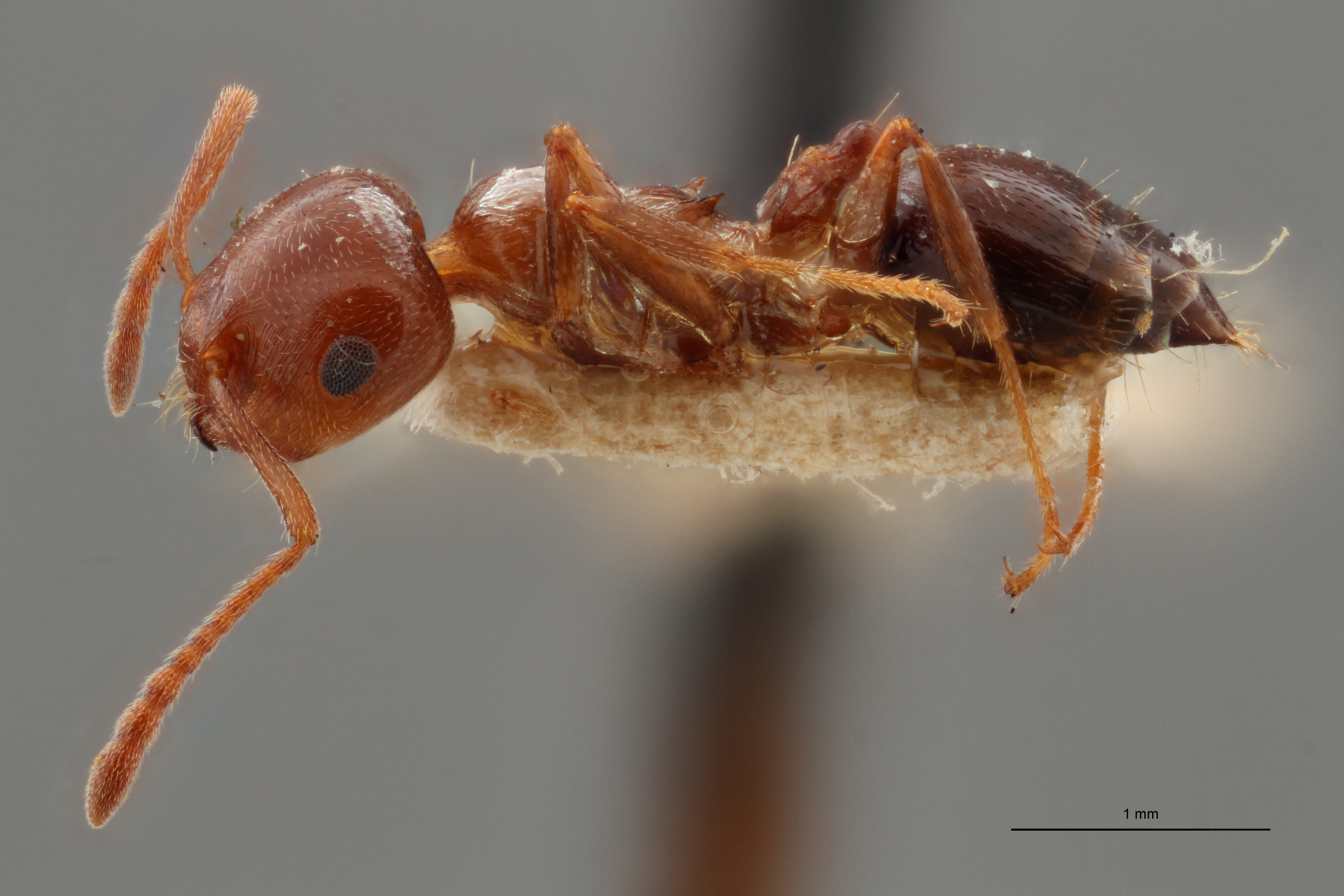 TYPFORM037 Crematogaster auberti var. sordida Lateral ZS PMax.jpg