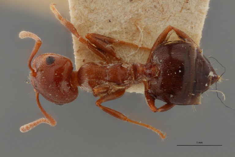 TYPFORM037 Crematogaster auberti var. sordida Dorsal ZS PMax.jpg TYPFORM037 Crematogaster auberti var. sordida Dorsal ZS PMax.jpg