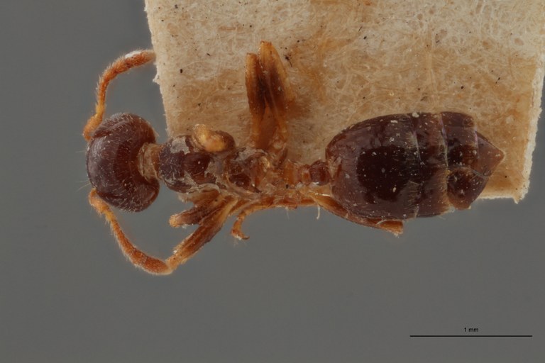 TYPFORM0041 Crematogaster borneensis hoseiDorsal ZS PMax.jpg TYPFORM0041 Crematogaster borneensis hoseiDorsal ZS PMax.jpg