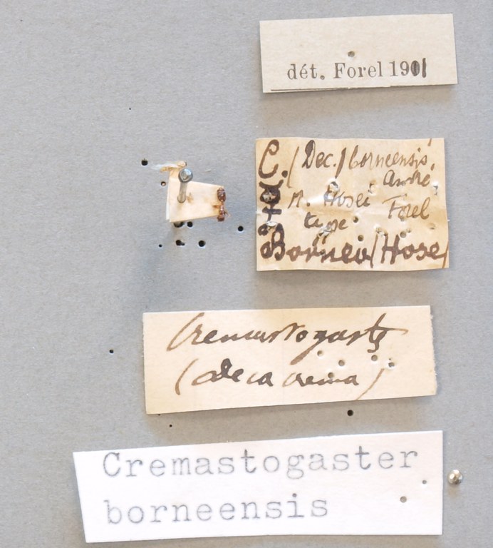 TYPFORM0041 Crematogaster borneensis hosei Labels.JPG TYPFORM0041 Crematogaster borneensis hosei Labels.JPG