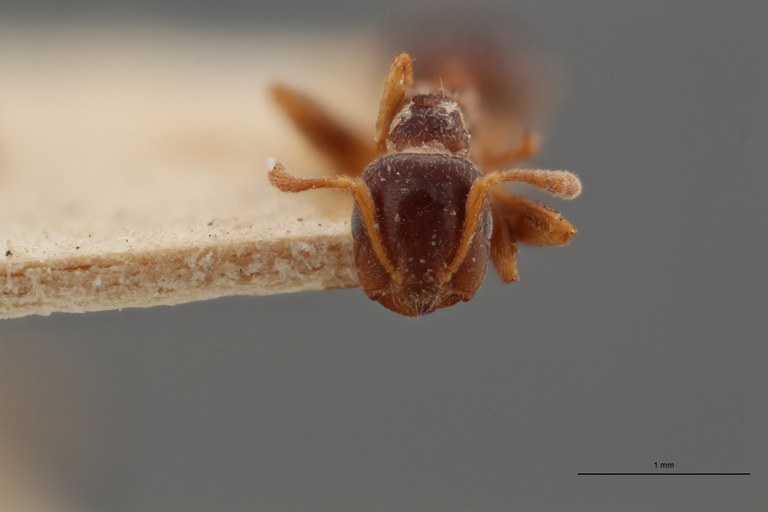 TYPFORM0041 Crematogaster borneensis hosei Frontal ZS PMax.jpg TYPFORM0041 Crematogaster borneensis hosei Frontal ZS PMax.jpg