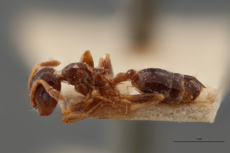TYPFORM0041 Crematogaster borneensis hosei Lateral ZS PMax.jpg TYPFORM0041 Crematogaster borneensis hosei Lateral ZS PMax.jpg