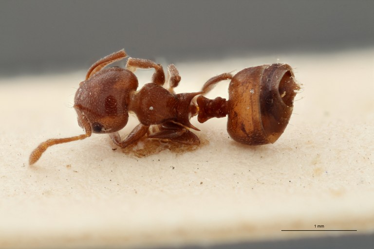 TYPFORM0046 Crematogaster coelestis mercatori Dorsal ZS PMax.jpg TYPFORM0046 Crematogaster coelestis mercatori Dorsal ZS PMax.jpg