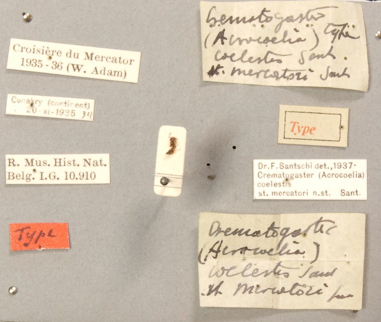 TYPFORM0046 Crematogaster coelestis mercatori Labels.JPG TYPFORM0046 Crematogaster coelestis mercatori Labels.JPG