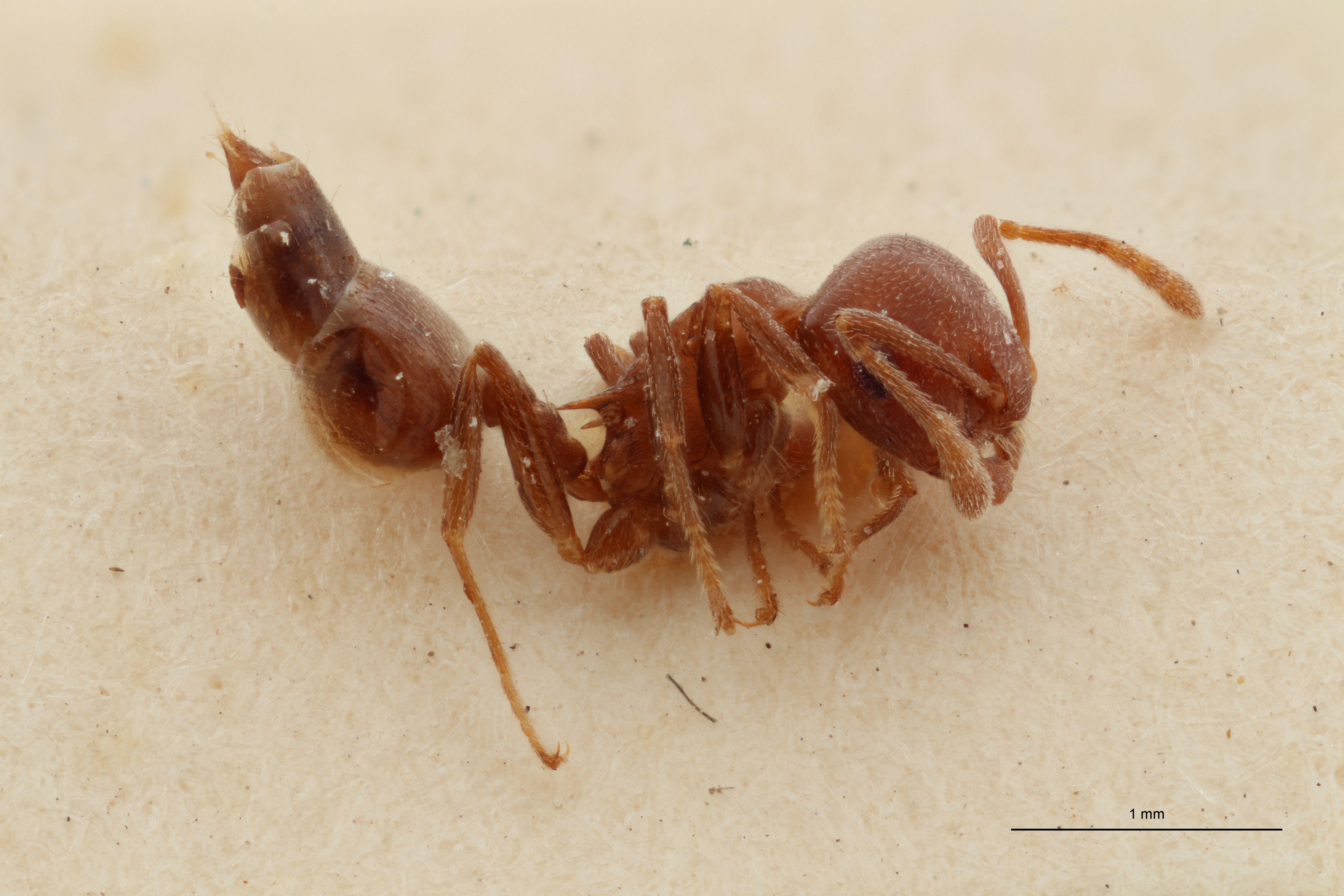 TYPFORM0046 Crematogaster coelestis mercatori Lateral ZS PMax.jpg