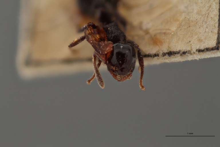 TYPFORM039 Crematogaster distans paraensis Frontal ZS PMax.jpg TYPFORM039 Crematogaster distans paraensis Frontal ZS PMax.jpg
