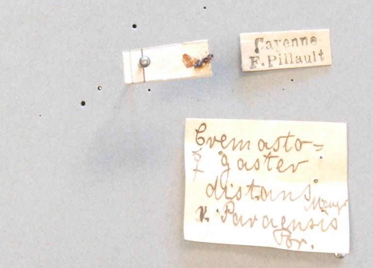 TYPFORM039 Crematogaster distans paraensis Labels.JPG TYPFORM039 Crematogaster distans paraensis Labels.JPG