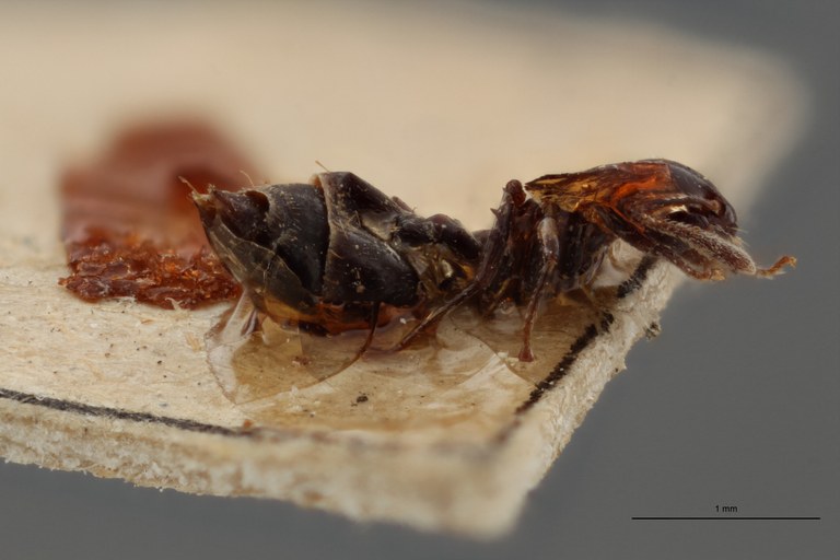 TYPFORM039 Crematogaster distans paraensis Lateral ZS PMax.jpg TYPFORM039 Crematogaster distans paraensis Lateral ZS PMax.jpg