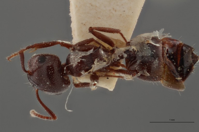 B091 Crematogaster laestrigon var. diminuta Dorsal ZS PMax.jpg B091 Crematogaster laestrigon var. diminuta Dorsal ZS PMax.jpg