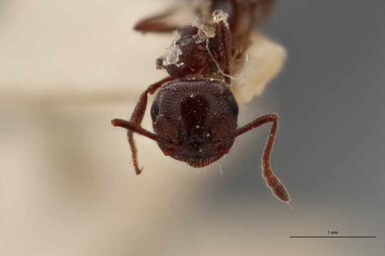B091 Crematogaster laestrigon var. diminuta Frontal ZS PMax.jpg B091 Crematogaster laestrigon var. diminuta Frontal ZS PMax.jpg