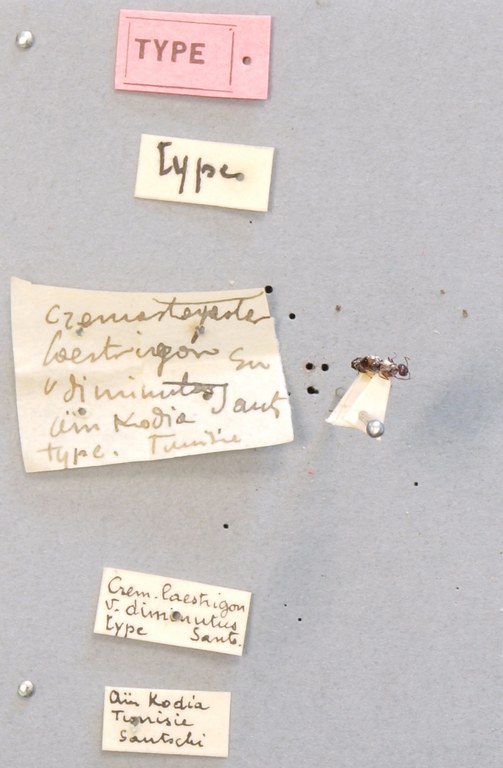 B091 Crematogaster laestrigon var. diminuta Labels.JPG B091 Crematogaster laestrigon var. diminuta Labels.JPG