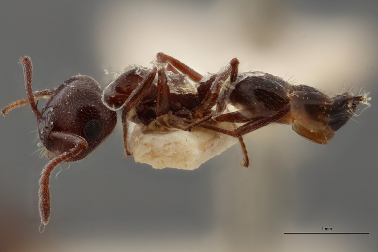 B091 Crematogaster laestrigon var. diminuta Lateral ZS PMax.jpg B091 Crematogaster laestrigon var. diminuta Lateral ZS PMax.jpg