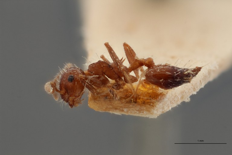 TYPFORM034 Crematogaster lutzi Lateral ZS PMax.jpg