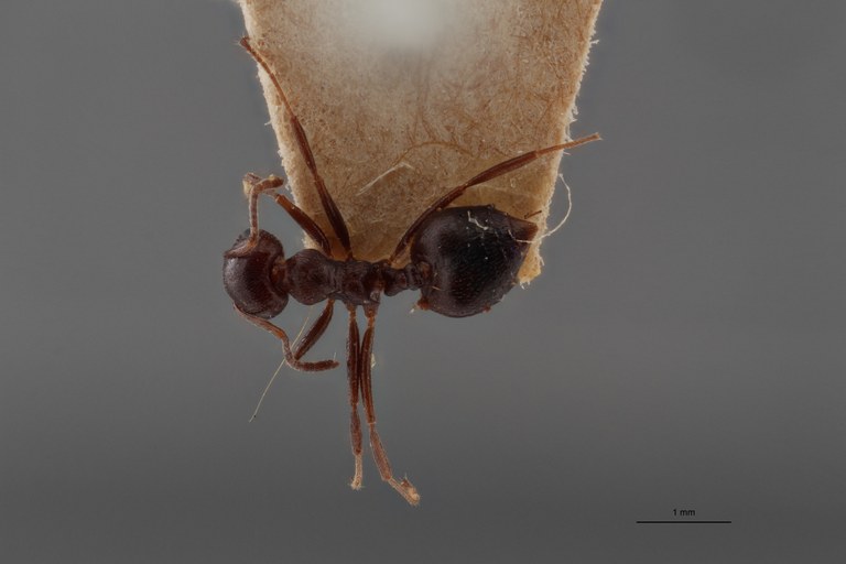 TYPFORM0043 Crematogaster (Oxygyne) oscaris Dorsal ZS PMax.jpg TYPFORM0043 Crematogaster (Oxygyne) oscaris Dorsal ZS PMax.jpg
