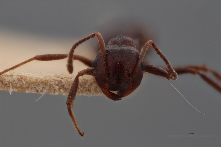 TYPFORM0043 Crematogaster (Oxygyne) oscaris Frontal ZS PMax.jpg TYPFORM0043 Crematogaster (Oxygyne) oscaris Frontal ZS PMax.jpg