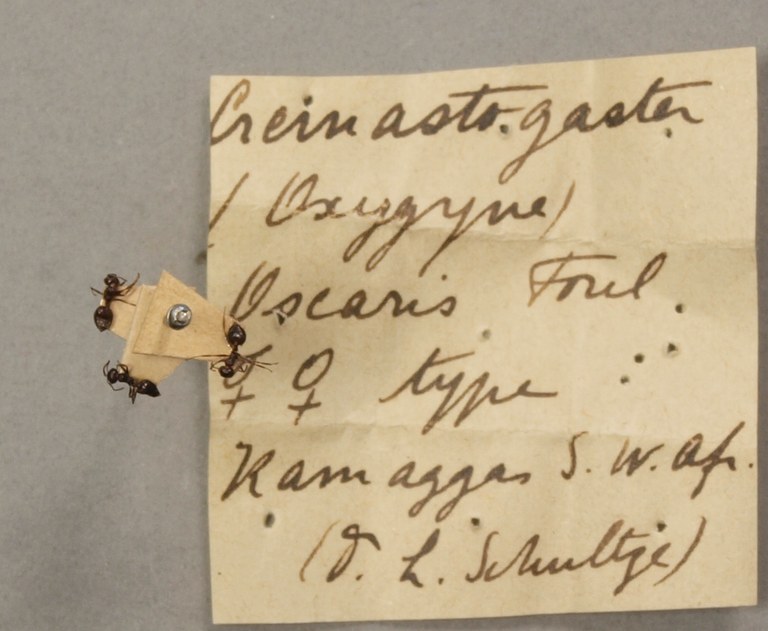 TYPFORM0043 Crematogaster (Oxygyne) oscaris Labels.JPG TYPFORM0043 Crematogaster (Oxygyne) oscaris Labels.JPG