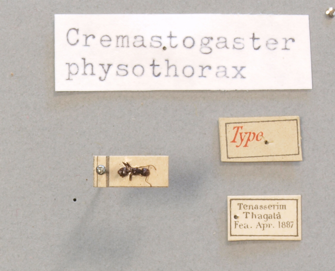 TYPFORM038 Crematogaster physothorax Labels.JPG